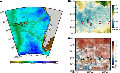 Uncovering the Composition and Diversity of Pelagic Copepods in the Oligotrophic Blue Water of the South Pacific Subtropical Gyre